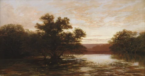 Ein australischer Mangrovenbaum bei Ebbe
